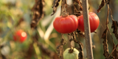 أهم أمراض نباتات الطماطم وطرق الوقاية والعلاج