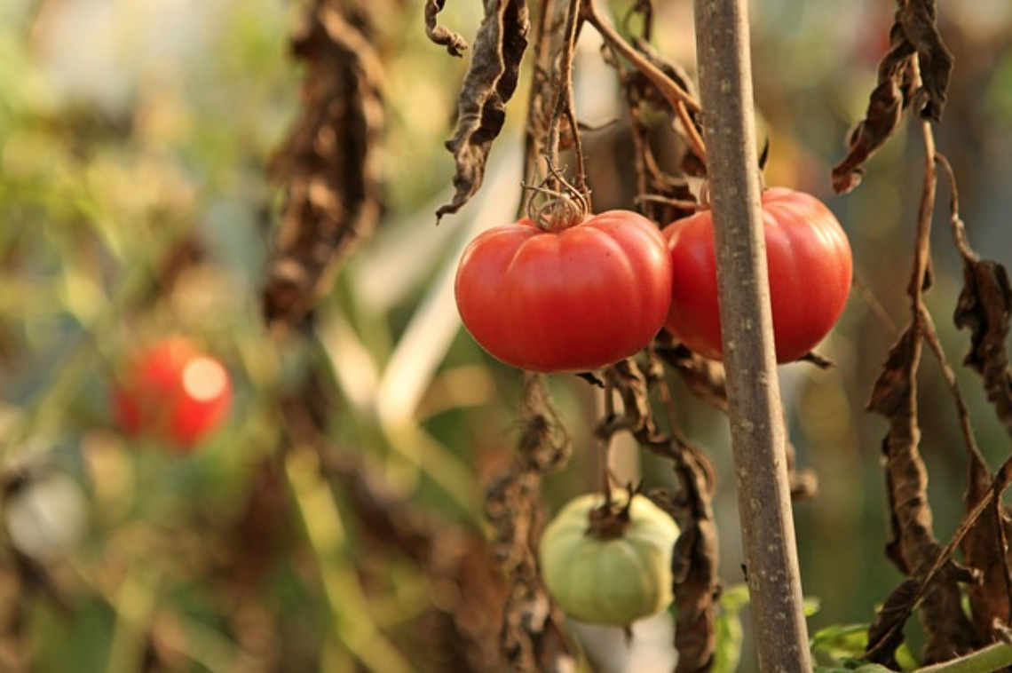أهم أمراض نباتات الطماطم وطرق الوقاية والعلاج