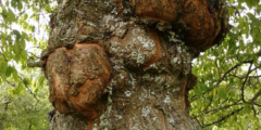 التقرح الفطري في أشجار الفواكه: أسبابه وعلاجه