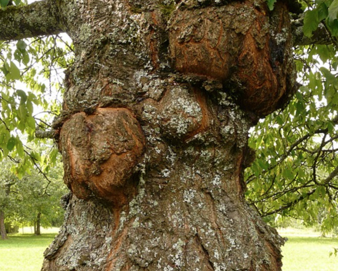 التقرح الفطري في أشجار الفواكه: أسبابه وعلاجه