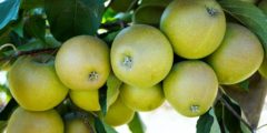 قائمة بأهم آفات وأمراض شجرة التفاح وطرق العلاج