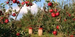 هل تحتاج شجرة التفاح إلى تسميد؟ لا تكاد شجرة التفاح تفرض أي متطلبات على موقعها ومن السهل نسبيًا العناية بها. ومع ذلك، يمكن أن يؤدي الإخصاب المستهدف إلى تعزيز النمو وتكوين الفاكهة. لكن نادرًا ما يكون تسميد شجرة التفاح ضروريًا. ومع ذلك، فإن الإخصاب المفرط بالنيتروجين يؤدي إلى نمو مفرط. لذا فإن الإفراط في التسميد يمكن أن يعرض صحة الشجرة بأكملها للخطر. لذلك تأكد من استخدام الإخصاب المتوازن الذي يتكيف مع مرحلة نمو الشجرة. ما هو أفضل وقت لتسميد أشجار التفاح؟ بالفعل عند الزراعة في الخريف (أكتوبر / نوفمبر) يمكنك تسميد شجرة التفاح الخاصة بك لأول مرة. بعد السبات، قدم لشجرتك ظروف انطلاق مثالية حتى تنمو جيدًا في الربيع. عادة ما يكون كافيًا إذا قمت بخلط التربة بالسماد العضوي وقمت بتغطية جذور الشجرة به. بدلاً من ذلك، يمكن أيضًا استخدام سماد عضوي طويل الأجل. من العام التالي يمكنك إجراء إخصاب أساسي في الربيع (مارس / أبريل) والتخصيب الثاني لتكوين الفاكهة (نهاية يونيو). بشكل عام، فإن الأسمدة العضوية طويلة الأجل، ممتازة. إنها لطيفة بشكل خاص على شجرة التفاح الخاصة بك والتربة والحيوانات في حديقتك. تسميد أشجار التفاح: أي سماد يجب استخدامه؟ من الأفضل تسميد شجرة التفاح بالأسمدة العضوية طويلة الأجل ذات الجودة العضوية. هذه مناسبة جدًا للإمداد طويل الأمد بالمغذيات لأشجار الفاكهة، لأنها تطلق مغذياتها بطريقة “الجرعات”. وهذا يقلل من الارتشاح في المياه الجوفية. تعمل الأسمدة العضوية أيضًا على تعزيز حياة التربة الصحية والنشطة وتحسين بنية التربة على المدى الطويل، على سبيل المثال، الحبوب الزرقاء، العناصر الغذائية قابلة للذوبان بشكل كبير، ويمكن للنبات أن يأخذها مباشرة من محلول التربة، ولكن في نفس الوقت، تزيد هذه الخاصية من خطر الإفراط في الإخصاب إذا تم استخدامها بشكل غير صحيح. من ناحية أخرى، فإن الأسمدة العضوية ألطف بكثير على البيئة وتدعم الاستخدام الصحيح.