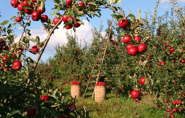 هل تحتاج شجرة التفاح إلى تسميد؟ لا تكاد شجرة التفاح تفرض أي متطلبات على موقعها ومن السهل نسبيًا العناية بها. ومع ذلك، يمكن أن يؤدي الإخصاب المستهدف إلى تعزيز النمو وتكوين الفاكهة. لكن نادرًا ما يكون تسميد شجرة التفاح ضروريًا. ومع ذلك، فإن الإخصاب المفرط بالنيتروجين يؤدي إلى نمو مفرط. لذا فإن الإفراط في التسميد يمكن أن يعرض صحة الشجرة بأكملها للخطر. لذلك تأكد من استخدام الإخصاب المتوازن الذي يتكيف مع مرحلة نمو الشجرة. ما هو أفضل وقت لتسميد أشجار التفاح؟ بالفعل عند الزراعة في الخريف (أكتوبر / نوفمبر) يمكنك تسميد شجرة التفاح الخاصة بك لأول مرة. بعد السبات، قدم لشجرتك ظروف انطلاق مثالية حتى تنمو جيدًا في الربيع. عادة ما يكون كافيًا إذا قمت بخلط التربة بالسماد العضوي وقمت بتغطية جذور الشجرة به. بدلاً من ذلك، يمكن أيضًا استخدام سماد عضوي طويل الأجل. من العام التالي يمكنك إجراء إخصاب أساسي في الربيع (مارس / أبريل) والتخصيب الثاني لتكوين الفاكهة (نهاية يونيو). بشكل عام، فإن الأسمدة العضوية طويلة الأجل، ممتازة. إنها لطيفة بشكل خاص على شجرة التفاح الخاصة بك والتربة والحيوانات في حديقتك. تسميد أشجار التفاح: أي سماد يجب استخدامه؟ من الأفضل تسميد شجرة التفاح بالأسمدة العضوية طويلة الأجل ذات الجودة العضوية. هذه مناسبة جدًا للإمداد طويل الأمد بالمغذيات لأشجار الفاكهة، لأنها تطلق مغذياتها بطريقة “الجرعات”. وهذا يقلل من الارتشاح في المياه الجوفية. تعمل الأسمدة العضوية أيضًا على تعزيز حياة التربة الصحية والنشطة وتحسين بنية التربة على المدى الطويل، على سبيل المثال، الحبوب الزرقاء، العناصر الغذائية قابلة للذوبان بشكل كبير، ويمكن للنبات أن يأخذها مباشرة من محلول التربة، ولكن في نفس الوقت، تزيد هذه الخاصية من خطر الإفراط في الإخصاب إذا تم استخدامها بشكل غير صحيح. من ناحية أخرى، فإن الأسمدة العضوية ألطف بكثير على البيئة وتدعم الاستخدام الصحيح.