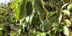 شجرة الأفوكادو: زراعتها وطرق رعايتها