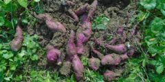 زراعة البطاطا الحلوة: الموسم، التربة والموقع