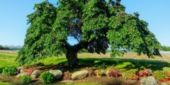 شجرة الدردار: زراعته وطرق العناية به