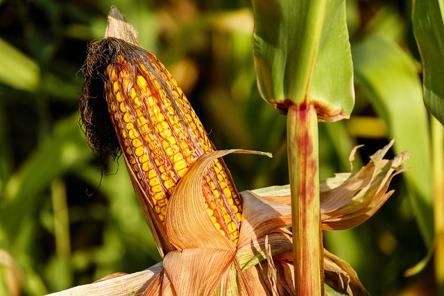 زراعة الذرة: الموسم، التسميد والحصاد