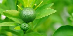 زراعة الليمون الأخضر: الموقع، الري والتسميد