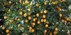 تسميد شجرة الليمون: متى وكيف؟