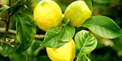 اصفرار أوراق شجرة الليمون: الأسباب والعلاج