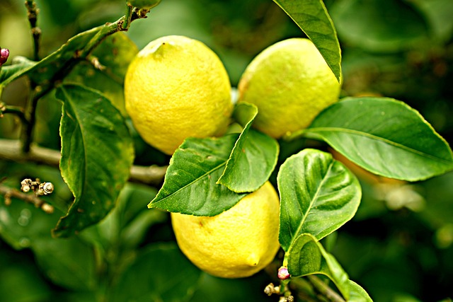 اصفرار أوراق شجرة الليمون: الأسباب والعلاج