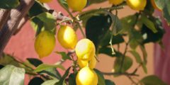 نقل شجرة الليمون: نصائح وإرشادات هامة