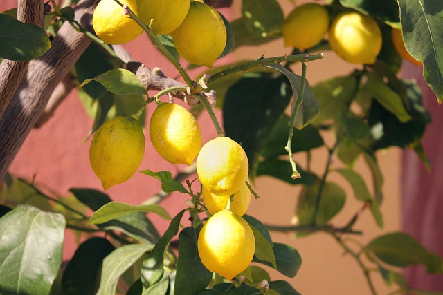 نقل شجرة الليمون: نصائح وإرشادات هامة