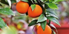 أهم التعليمات عند تقليم أشجار البرتقال المزروعة في وعاء