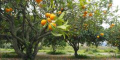 شجرة البرتقال: الزراعة، الري والتسميد
