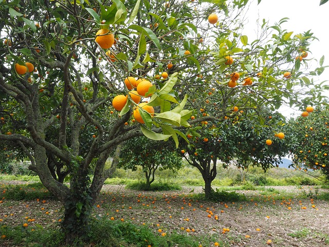 شجرة البرتقال: الزراعة، الري والتسميد