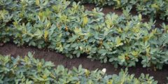 زراعة الفول السوداني، حصاده وتخزينه