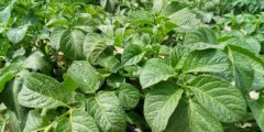 زراعة البطاطا: الموسم، الموقع والحصاد