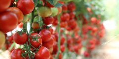 زراعة الطماطم: الموقع، الموسم والحصاد