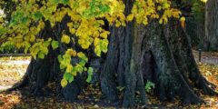 شجرة الزيزفون: خصائصها، زراعتها والعناية بها