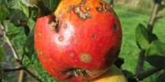 كيفية علاج جرب التفاح وطرق الوقاية