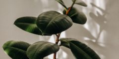 هل نبتة الكوتشوك (الفيكس المطاط) سامة؟