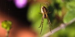 مكافحة سوس العنكبوت في الحديقة والنباتات الداخلية